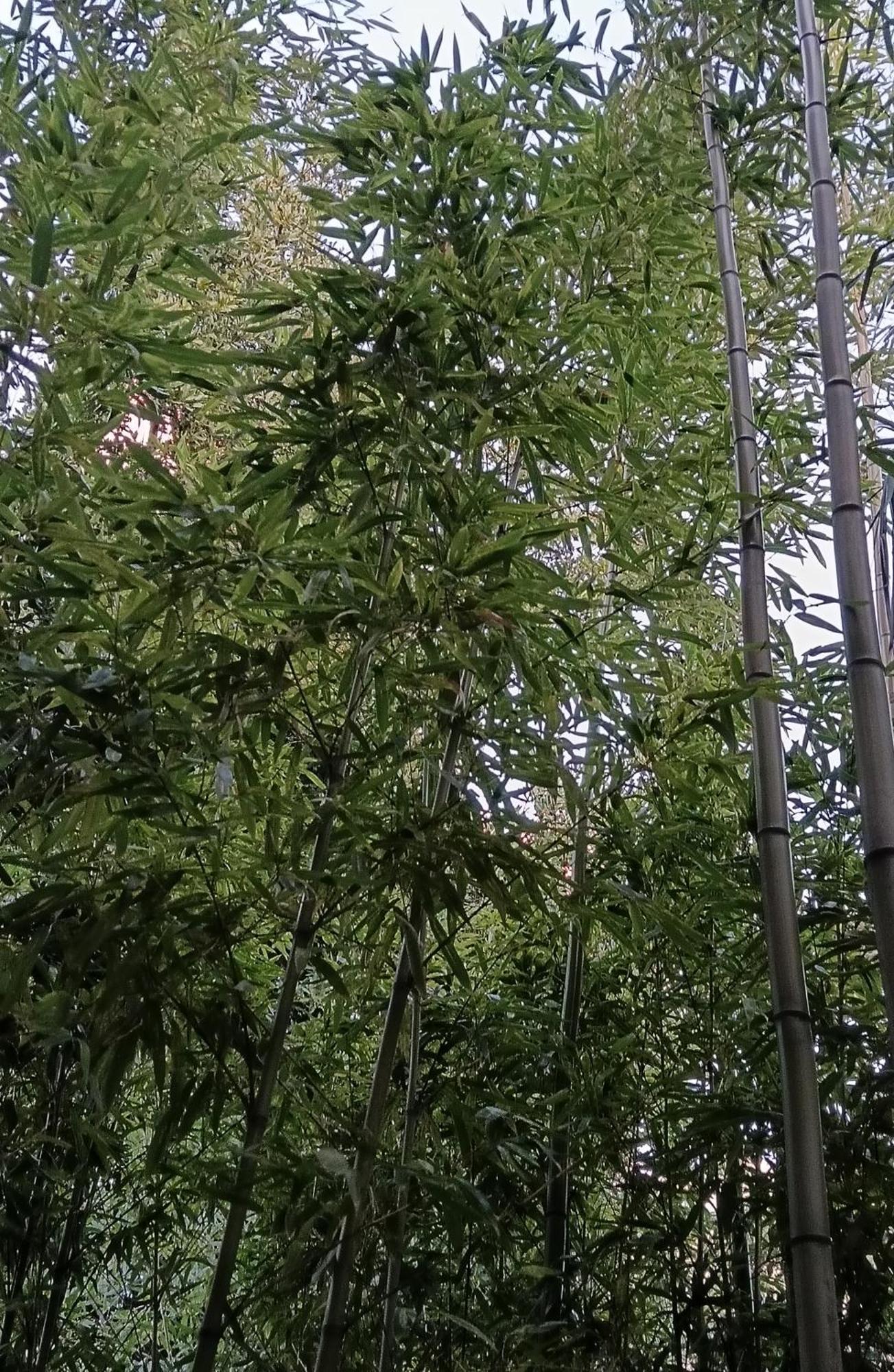 Bamboo Oasis Apartment With Terrace In The Garden And Free Parking, 里耶卡 外观 照片